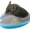 Chinchilla bad | gnavernes univers