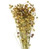 Tørrede blomster til smådyr, ideelle til dekoration eller som legetøj for gnavere. Gnavernes univers tilbyder naturprodukter til kæledyr med fokus på velvære og leg. | gnavernes univers