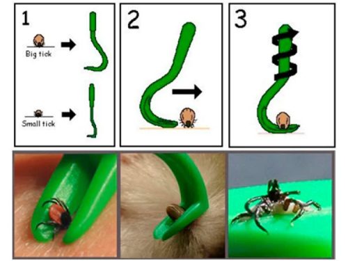 Instruktionsbilleder til ticks fjernelsesværktøj, der viser brug af en grøn tick fjerner til at fjerne både store og små flåter fra kæledyr. Visninger inkluderer trin-for-trin vejledning og billeder af værktøjet i brug på pels. Ideelt til ejere af gnavere og mindre kæledyr for effektiv flåtfjernelse. | gnavernes univers