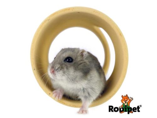 Et grå hamster sidder i en rulle fra robipet, der er designet til gnavere. Rullen giver mulighed for leg og udforskning i et sikkert miljø for små kæledyr. | gnavernes univers