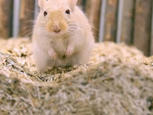 Gul hamster, der står på halm og ser nysgerrigt op, ideel til kæledyrselskere og gnaverudstyr. | gnavernes univers