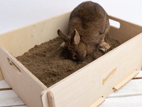 En kanin graver i sand i en træboks fra bunny, ideel til gnavere og mindre kæledyr. | gnavernes univers