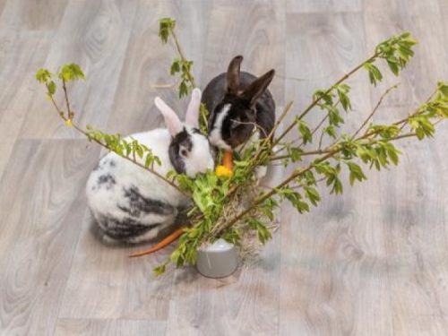 To kaniner, en sort og en hvid med pletter, nyder friske grøntsager og grene fra en vase. Ideelt tilbehør til gnavere og mindre kæledyr fra Gnavernes Univers.
